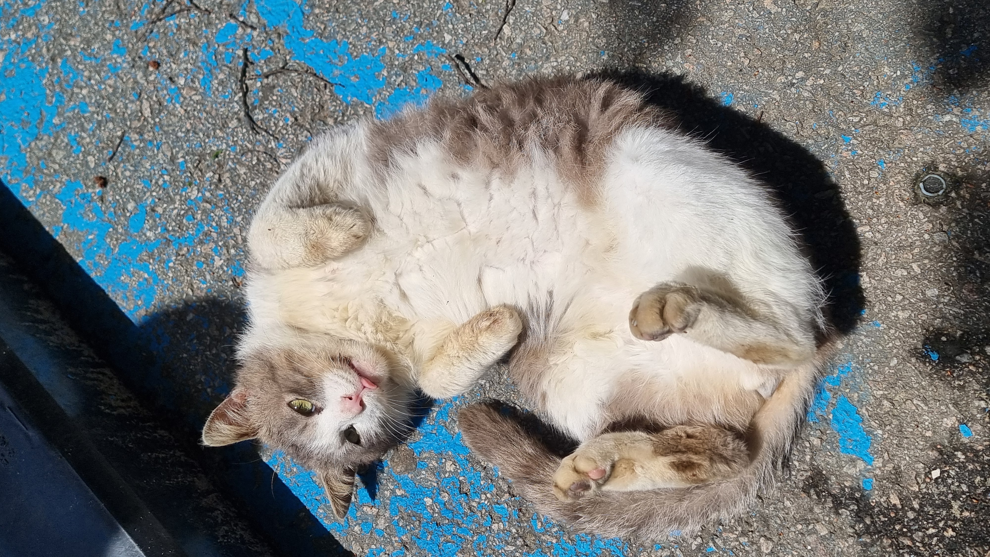 하루의 시작 귀여운 냥이